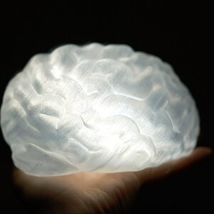 May include: A white, translucent, 3D printed model of a human brain.