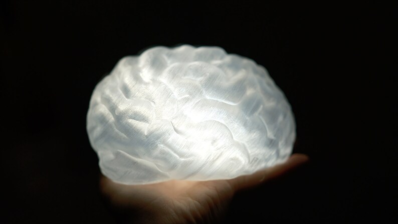 May include: A white, translucent, 3D printed model of a human brain.