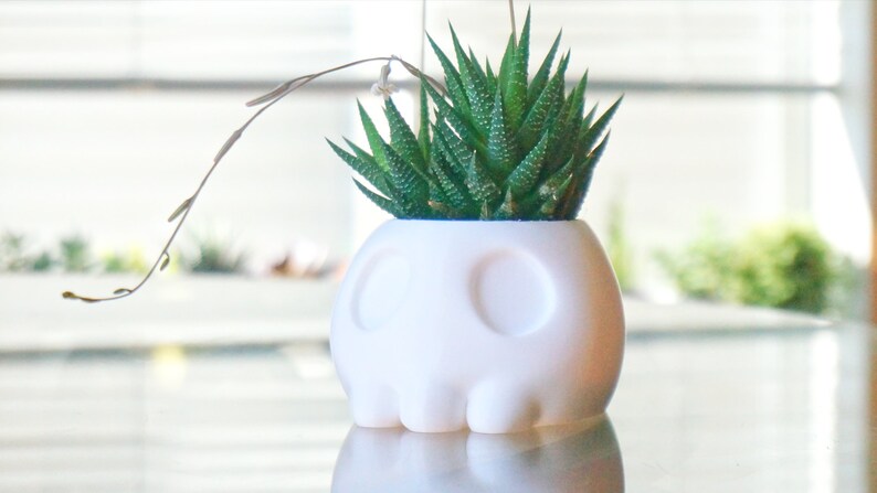 May include: A white ceramic skull planter with a green succulent plant growing inside. The planter has a smooth, matte finish and is shaped like a human skull.