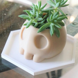 Puede incluir: Un macetero de calavera de cer&aacute;mica blanca con una planta suculenta creciendo en su interior. El macetero est&aacute; colocado sobre una bandeja hexagonal blanca.