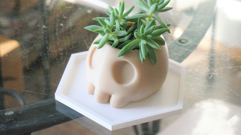 Puede incluir: Un macetero de calavera de cer&aacute;mica blanca con una planta suculenta creciendo en su interior. El macetero est&aacute; colocado sobre una bandeja hexagonal blanca.