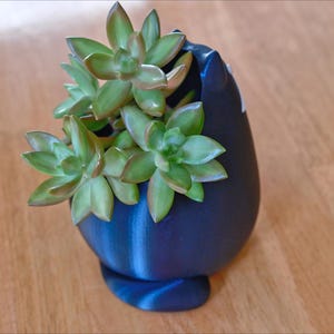May include: A dark blue, teardrop-shaped planter holding a succulent plant. The succulent has green leaves with reddish edges. The planter is sitting on a wooden surface. The planter has a unique, modern design.