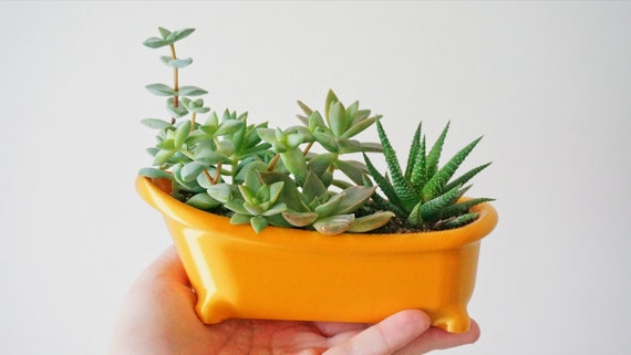 Bathtub Succulent Planter: Plastic Bath Shaped Desk Decor - Etsy