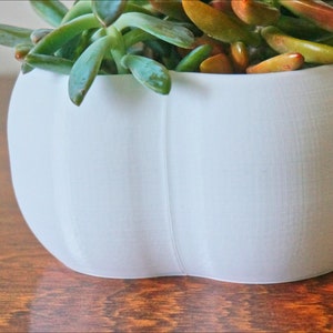 May include: White ceramic pumpkin-shaped planter with a succulent plant growing inside. The plant has green leaves and reddish-brown stems.