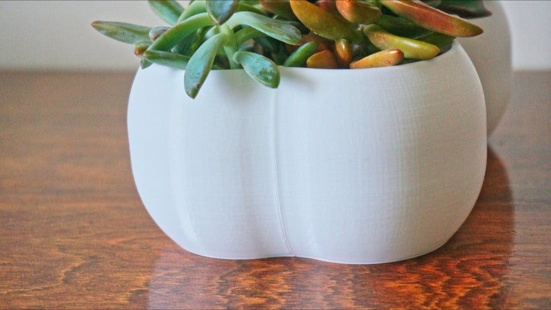 May include: White ceramic pumpkin-shaped planter with a succulent plant growing inside. The plant has green leaves and reddish-brown stems.