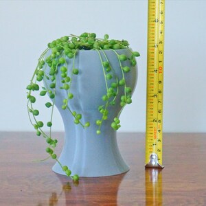 May include: A small, gray ceramic pot with a unique shape holds a string of pearls plant with green leaves and small, round, green beads. A yellow measuring tape is next to the pot.