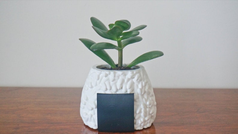 Puede incluir: Una peque&ntilde;a planta suculenta verde en una maceta de cer&aacute;mica blanca con forma de bola de arroz japonesa. La maceta tiene una etiqueta rectangular negra.