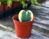 Variegated Hoya Kerrii Rare Indoor House Plant 4 quot pot
