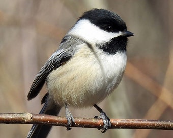 Black-capped Chickadee, Chickadee Print, Bird Painting, Nursery Room Wall Art Decor, Bird Oil Painting