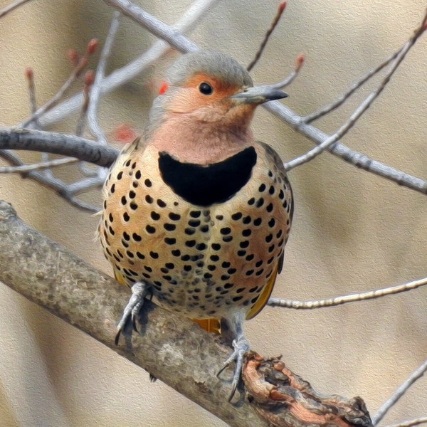 Northern Flicker Photography Print, Nature Photography, Bird Wall Art, Northern Flicker Painting, Oil Painting