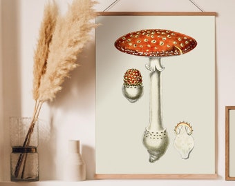 Vintage Mushroom Print, Botanical Wall Art, Vintage French Illustration, Antique Botanical Print