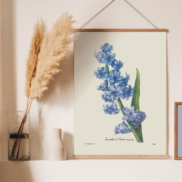 Jacinthe d'Orient Variete Bleue No. 66 Redouté Giclée Print, Vintage Botanical Print, French Art, Vintage Flowers, Engraving, Illustration
