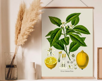 Citrus Linonum Risso, Vintage Botanical Print, Lemon Print, Kitchen Art, Herbs and Citrus