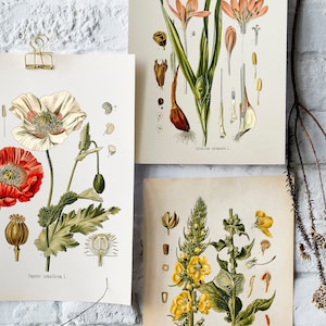 PRINTABLE | Vintage Art, Vintage Botanical Print Set, Set of Three, Print at Home, French Illustrations, Antique Wall Art, Digital Downloads