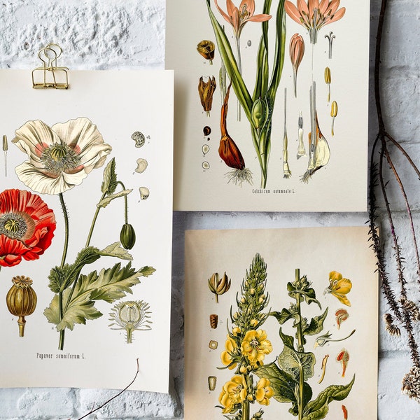 Vintage Botanical Print Set, Customizable Sizes, Set of Three Giclée Prints of Vintage French Illustrations, Antique Wall Art, Kitchen Art