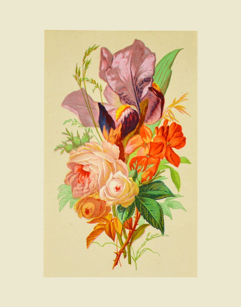 Roses Flowers Christmas Gifts Vintage French Illustrations GIFT SET: Set of 3 Vintage Botanical Prints Antique Engravings from the 1800s