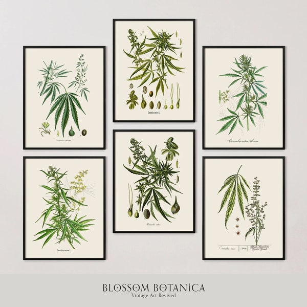 Vintage Cannabis Print Set | Cannabis Prints from 1800s, 1700s | Antique Ganja Art | Marijuana Gift | Giclee Prints | Weed Print Set | Gift