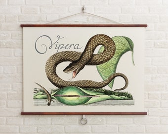 Vipera Wall Art from 1800s, Vintage Viper Illustration with Cursive Text, Giclee Print, Horizontal Wall Art, Vintage Botanical Print, Snake