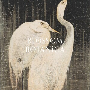 May include: Two white birds with long necks and beaks are perched on a dark background with a white text overlay that reads "BLOSSOM BOTANICA".