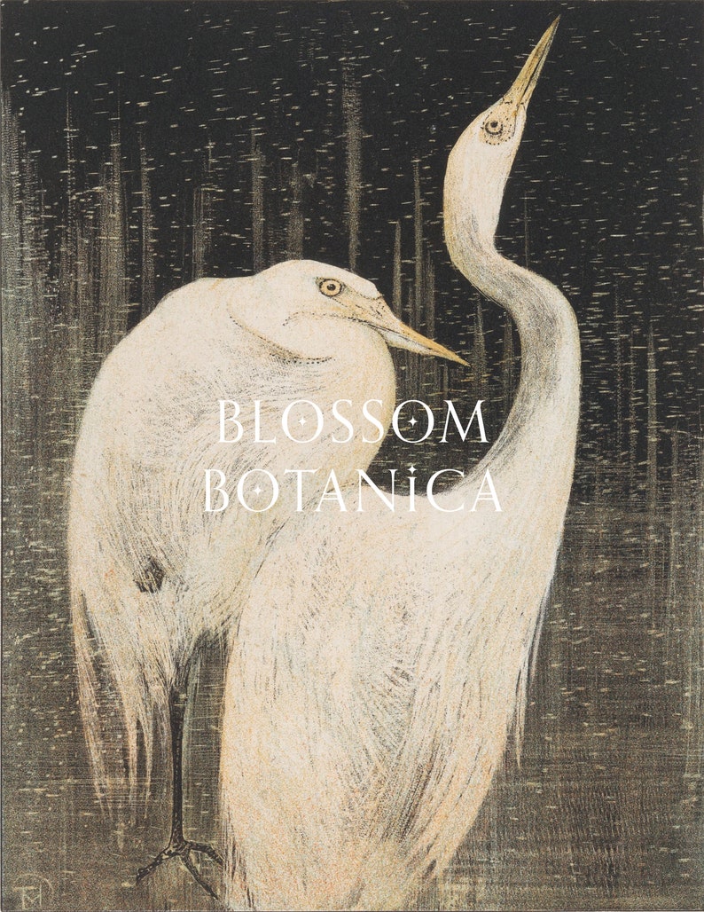 May include: Two white birds with long necks and beaks are perched on a dark background with a white text overlay that reads "BLOSSOM BOTANICA".