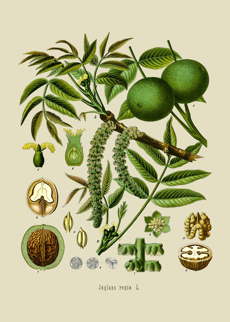 Limes /& Walnuts Digital Prints Prints of Food French Art Engravings Vintage Botanical Prints Bohemian Set of Two Prints for Kitchen