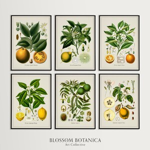 Conjunto de impresión de ilustraciones de frutas vintage, seis impresiones profesionales de ilustraciones francesas, impresiones botánicas vintage, manzana, limón, naranja