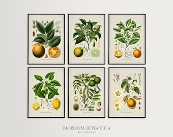 Vintage Fruit Illustration Print Set, Six Professional Prints of French Illustrations, Vintage Botanical Prints, Apple, Lemon, Orange