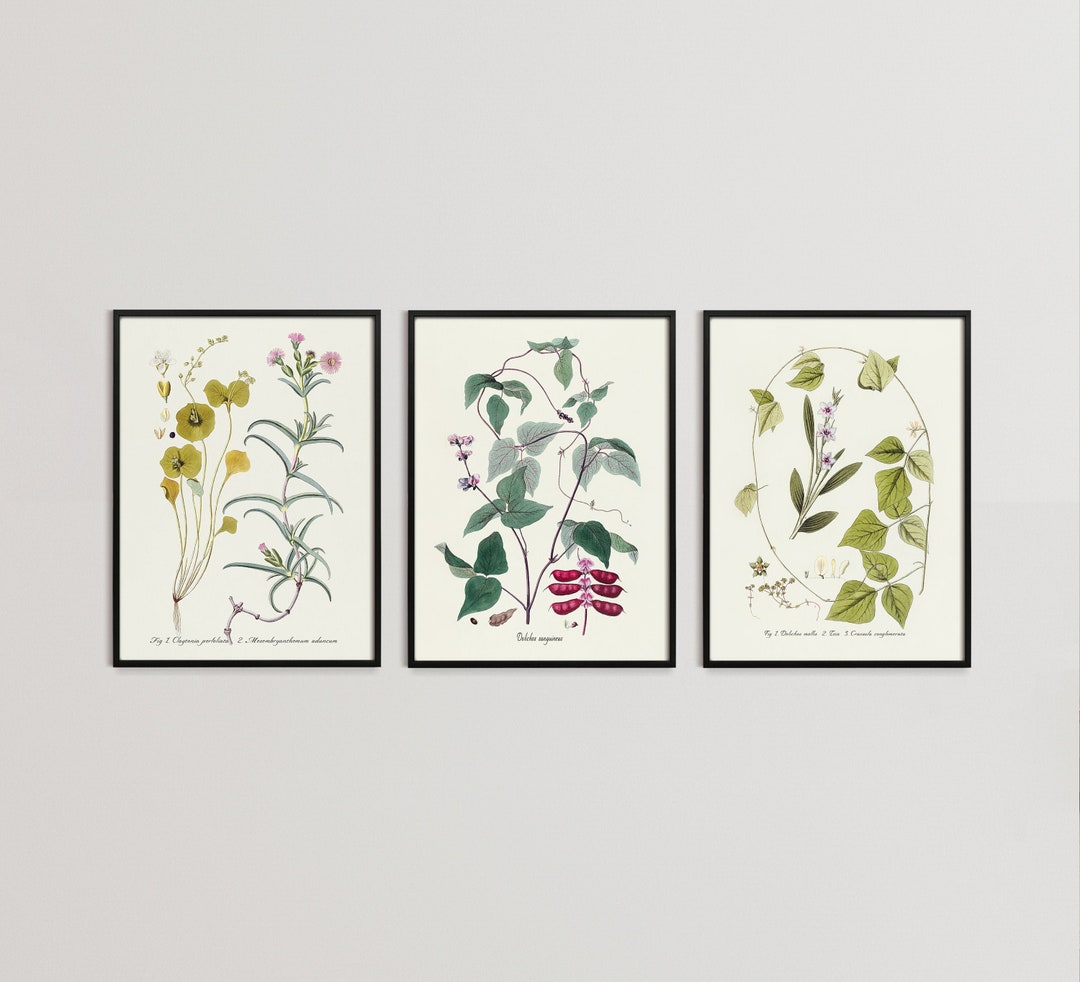 Vintage Botanical Print Set, Set of Three Vintage Botanical ...