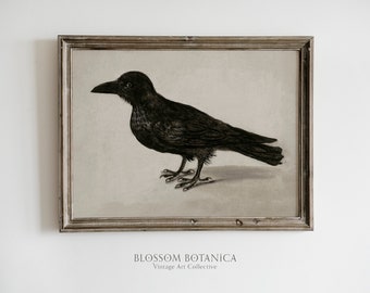 Edgar Allen Poe Raven, Raven Art Print, Gothic Art, Dark Academia, Dark Aesthetic, Moody Art, Vintage Bird Print, Black Bird, Crow Art Print