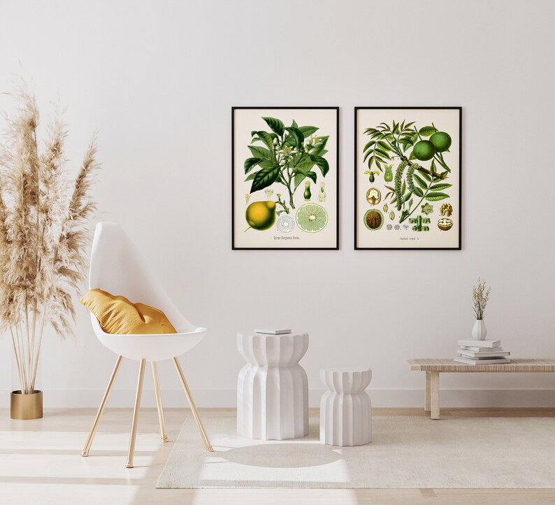Limes /& Walnuts Digital Prints Prints of Food French Art Engravings Vintage Botanical Prints Bohemian Set of Two Prints for Kitchen