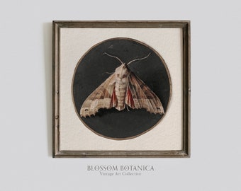 May include: A framed vintage illustration of a moth with red, white and brown wings against a black background. The frame is brown wood with a white mount. The text "BLOSSOM BOTANICA Vintage Art Collective" is below the frame.