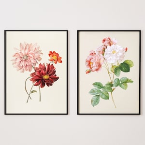 Dahlia and Rose Botanical Print Set, Redouté Giclée Prints, Set of 2, Floral Wall Art, Vintage Botanical Prints, French Art, French Country