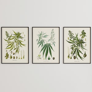 CADEAUSET: Set van 3 cannabis botanische prints, vintage cannabiskunst, vintage Franse illustraties, Herb Weed Ganja Marihuana Giclée prints