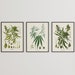 GIFT SET: Set of 3 Cannabis Botanical Prints, Vintage Cannabis Art, Vintage French Illustrations, Herb Weed Ganja Marijuana Giclée Prints 