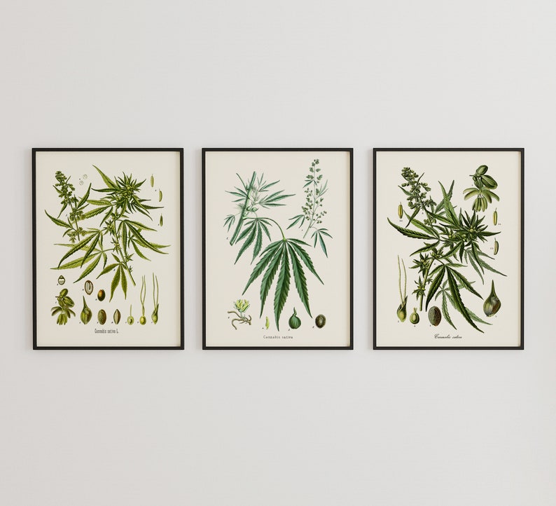 GIFT SET: Set of 3 Cannabis Botanical Prints, Vintage Cannabis Art, Vintage French Illustrations, Herb Weed Ganja Marijuana Giclée Prints 