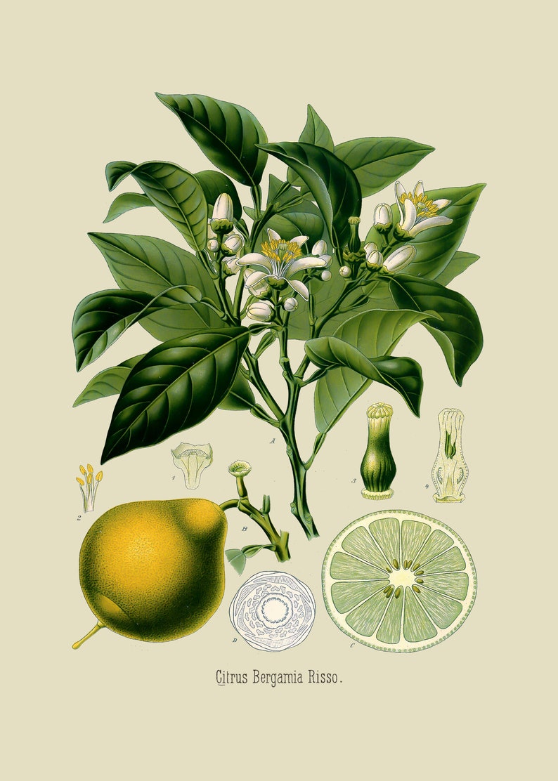 Limes /& Walnuts Digital Prints Prints of Food French Art Engravings Vintage Botanical Prints Bohemian Set of Two Prints for Kitchen