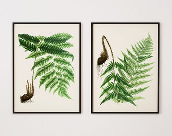 Two Ferns Watercolor Art Print, Set of Two Prints for Kitchen, Digital Prints, Vintage Botanical Prints, Engravings, French Art, Bohemian