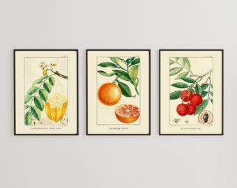Vintage French Fruit Print Set, Jean-Théodore Descourtilz Wall Art, Large Canvas Wall Art, Set of Three Giclée Prints French Illustrations