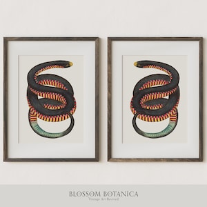 Lustrzane czarne nadruki węży, nadruk żmii w stylu vintage, nadruk gadów, antyczny wąż, czarny wąż, sztuka czarnej żmii, wydruk giclee, łuski węża