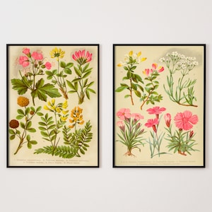 Pair of Vintage Botanical Prints, Vintage French Art, Antique Illustrations, Flower Collage, Botanical Art, Kitchen, Botanical Print, Xmas