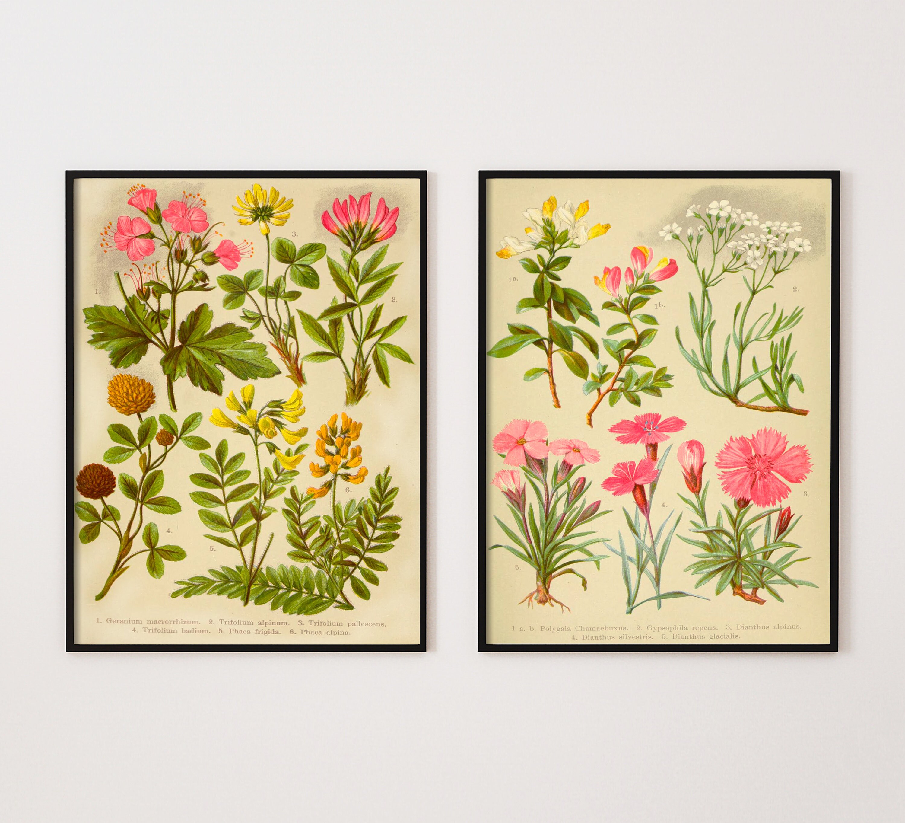 Pair of Vintage Botanical Prints Vintage French Art Antique | Etsy