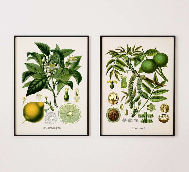 Limes /& Walnuts Digital Prints Prints of Food French Art Engravings Vintage Botanical Prints Bohemian Set of Two Prints for Kitchen
