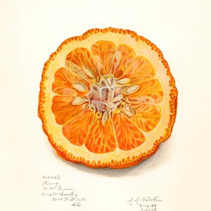 May include: A watercolor painting of a cross-section of a dried orange. The orange is a vibrant orange color with a yellow peel. The seeds are visible inside the orange. The painting is signed by A.A. Newton and dated 4-16-09 and 4-23-08.