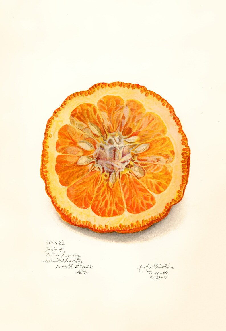 May include: A watercolor painting of a cross-section of a dried orange. The orange is a vibrant orange color with a yellow peel. The seeds are visible inside the orange. The painting is signed by A.A. Newton and dated 4-16-09 and 4-23-08.