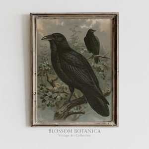 May include: A vintage illustration of two black ravens perched on branches. The ravens are depicted in a realistic style with detailed feathers and sharp beaks. The background is a soft, muted green and brown, creating a sense of depth and atmosphere. The image is framed in a rustic wooden frame with a white mat.