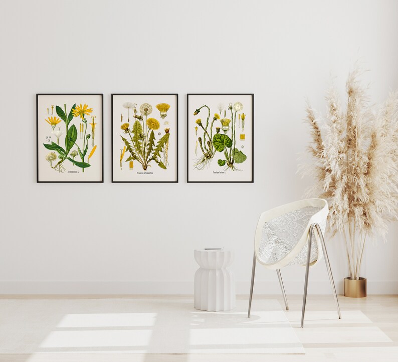 Vintage Botanical Print Set, Three Dandelions, Customizable Sizes, Set ...