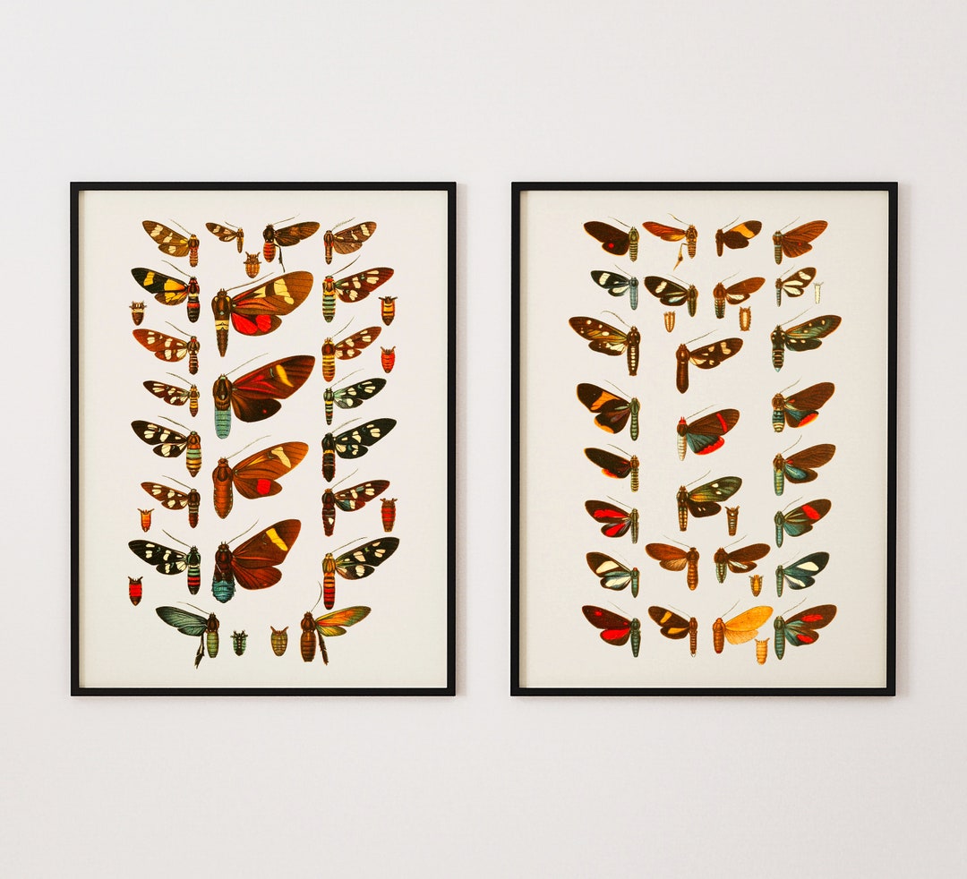 Vintage Butterfly Art Print Set, Set of Two Giclee Prints of Vintage ...