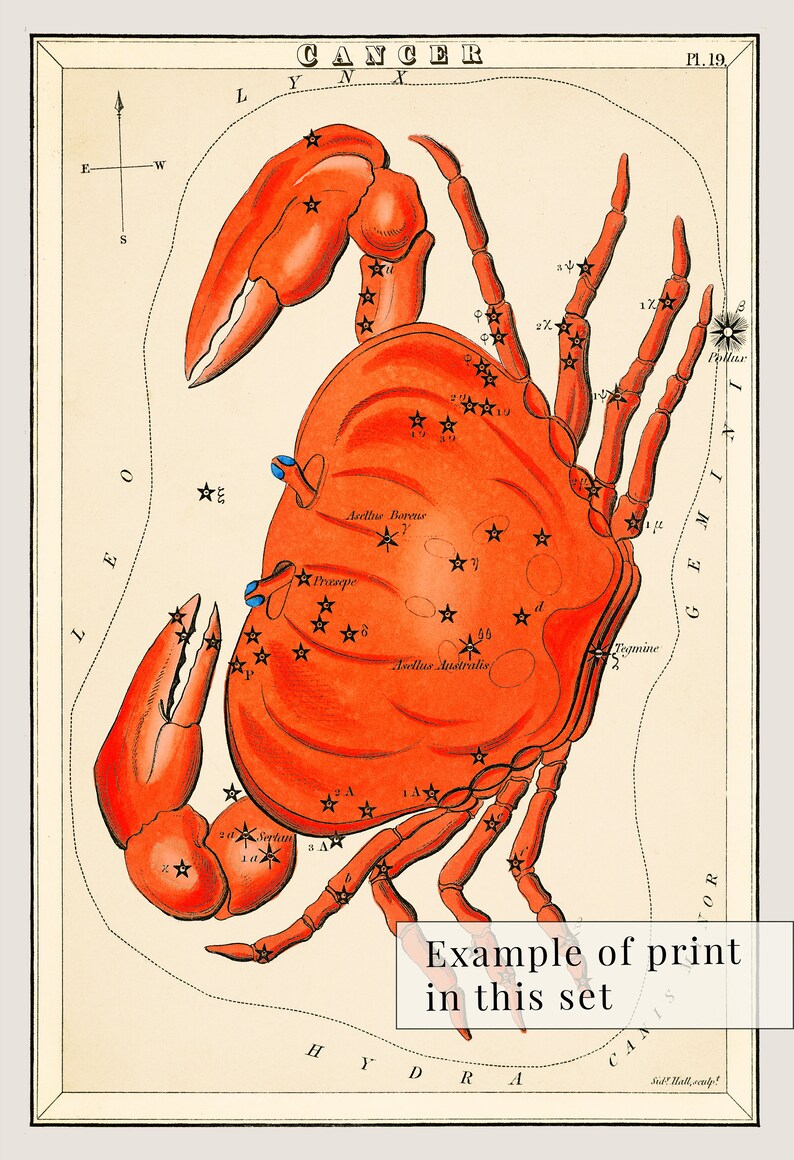 K&ouml;nnte beinhalten: Eine Vintage-Illustration des Sternbilds Krebs, dargestellt als roter Krebs mit schwarzen Sternen auf cremefarbenem Hintergrund. Das Sternbild ist mit "Cancer" und "Pl. 19." beschriftet. Das Bild ist Teil einer gr&ouml;&szlig;eren Sammlung von Sternbild-Illustrationen.