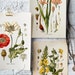 Vintage Botanical Print Set, Customizable Sizes, Set of Three Giclée Prints of Vintage French Illustrations, Antique Wall Art, Kitchen Art