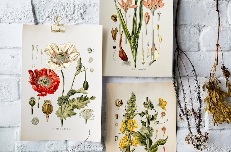 Vintage Botanical Print Set, Customizable Sizes, Set of Three Giclée Prints of Vintage French Illustrations, Antique Wall Art, Kitchen Art 